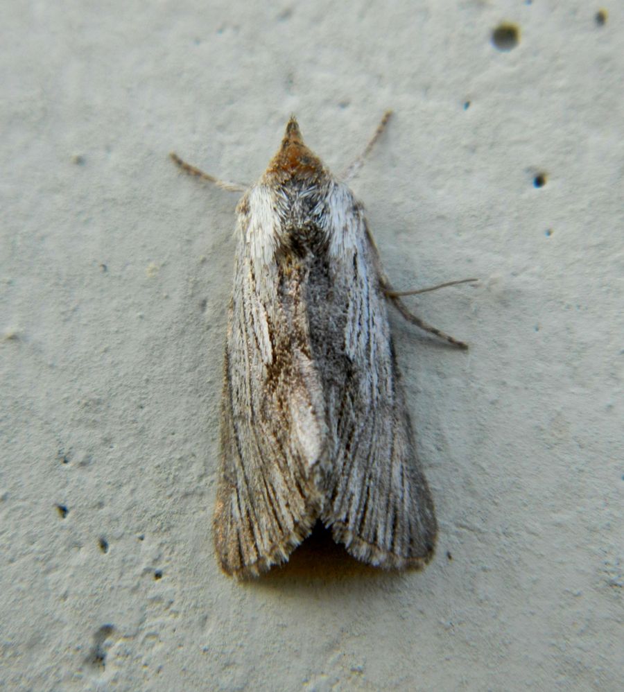 Calophasia platyptera?